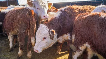 Ақмола облысында мал ұрлығын кәсіп еткент қос азамат сотталды