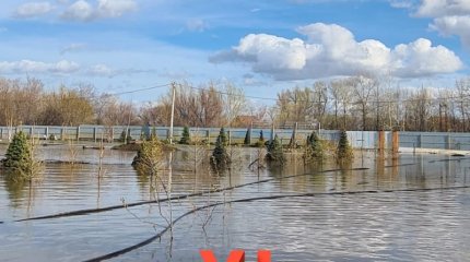 Паводки могут уничтожить уникальный яблоневый сад-питомник Уральска