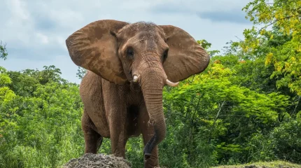 АҚШ-та цирктен қашып кеткен піл жұрттың зәресін ұшырды