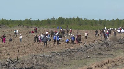 Более 70 тысяч саженцев высадили на территории резервата «Семей орманы»