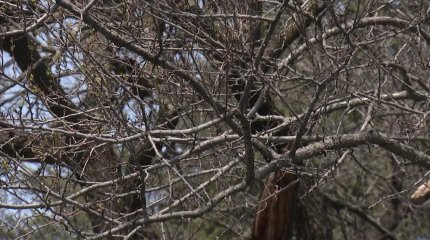 Жители Алматы в этом году не увидят цветения абрикосовых деревьев