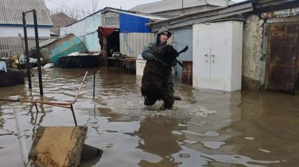 Атыраудың Индер ауданында 7 мыңға жуық мал қауіпсіз аумаққа шығарылды
