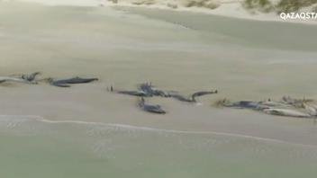 Австралияда теңіз жағасына 100-ден астам кит шығып қалды