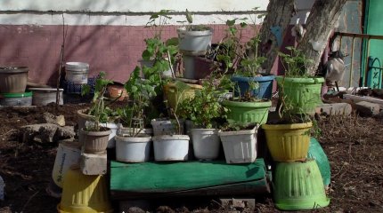 Аула күтіміне ерекше көңіл бөлінуде