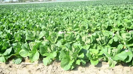 Түркістан облысында қырыққабат пісті