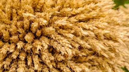 Су тасқынынан зардап шеккен диқандарды қолдауға 300 млрд теңге бөлінеді