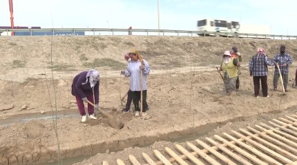 «Таза Қазақстан»: сельчане Кызылординской области посадили более 2 тысяч деревьев