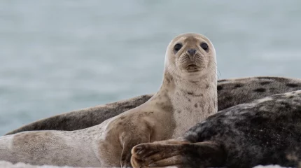 Маңғыстауда өлген итбалықтар саны 182-ге жетті