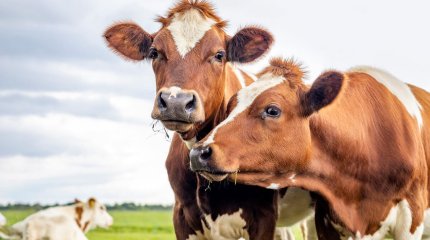 АҚШ азаматы сирек кездесетін вирусты жұқтырды