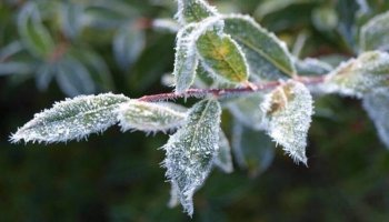 Қатты жауын-шашын болып, үсік жүреді: 28 сәуірге арналған ауа райы болжамы