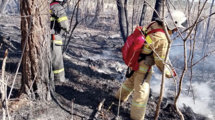 Лишь спустя двое суток удалось потушить пожар в Семей орманы