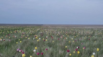 Разноцветные тюльпаны зацвели в костанайских степях
