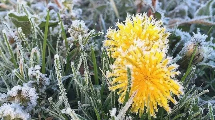 По каким регионам ударят заморозки, рассказали синоптики
