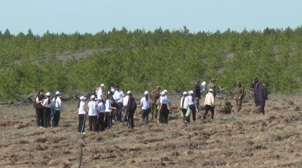 "Таза Қазақстан": Семей орманына 29 мыңға жуық көшет егу жоспарланған