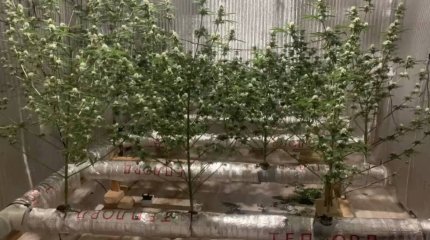 Житель Шымкента выращивал наркотики в квартире