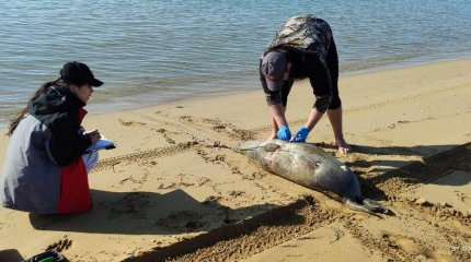Количество найденных мертвых тюленей в Мангистау увеличилось