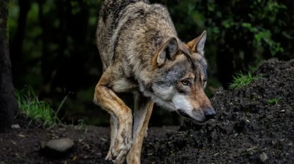 Волк проник в дом и покусал жителя в ВКО