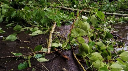 5-летнего мальчика убило рухнувшим деревом