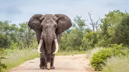 Ботсвана президенті Германияға 20 мың піл жіберемін деп қорқытты