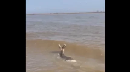 Құтқарушылар елікті қауіпсіз аймаққа шығарды