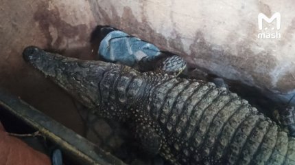 Российского крокодила не впустили в Казахстан