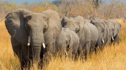 Ботсвана пригрозила отправить в Германию 20 тысяч слонов