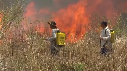 Лесные пожары охватили Мексику
