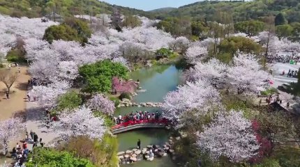 Тысячи вишневых деревьев зацвели в вишневом саду на востоке Китая