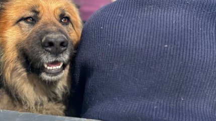 Костанайские волонтёры спасли от паводков более 70 домашних животных