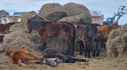Су тасқынынан қырылған мал өтемақысын төлеудің алгоритмі әзірленді