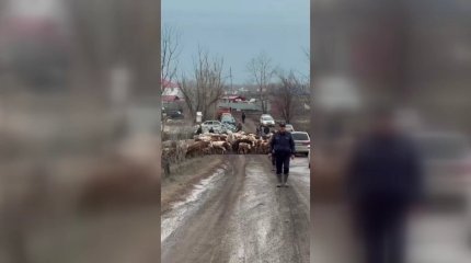 "Эпизоотиялық жағдай тұрақты",-ветеринар