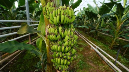 Шымкентские бананы созреют через месяц-два