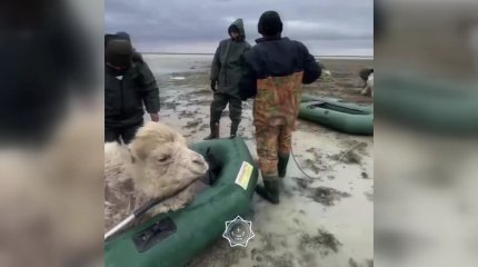 Почти 6 тысяч голов скота погибло из-за паводков в Казахстане