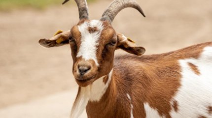 Бесплатных коз раздают в Италии