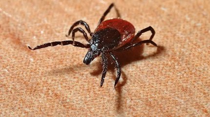 Шығыс Қазақстанда 6 адамды кене шақты