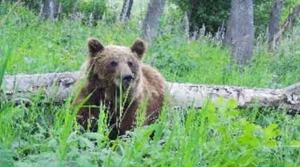 Редкий зверь попал в фотоловушку в Тарбагатайском нацпарке