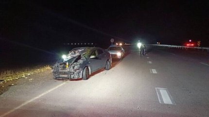Бродячий скот спровоцировал дорожную аварию в Жетісу