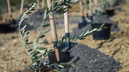 Қазақстан зәйтүн майын экспорттауы мүмкін