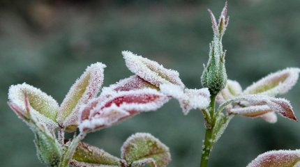 - 3 градусқа дейін үсік жүреді