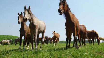 Жол бойында қараусыз жүрген жылқылардың иесіне айыппұл салынды
