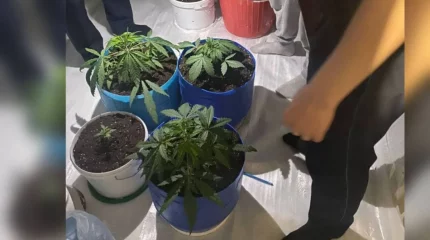 Түркістан облысында тұрғынның үйінен 4 түп сора тәркіленді