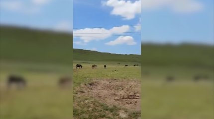 Шымкентте шаруашылықтардың бірінен 104 есек табылды