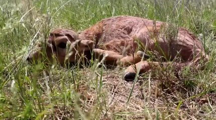 Батыс Қазақстан облысында ақбөкендер төлдеп жатыр