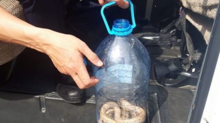 Змея наделала шуму в социальном учреждении Кызылорды