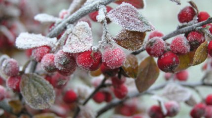 Бүгін төрт өңірде үсік жүреді