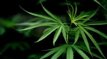 Астана тұрғындары қарасораны заңсыз өсіргені үшін сотталды