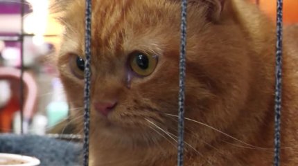 Конкурс двойников кота Гарфилда прошел в Малайзии