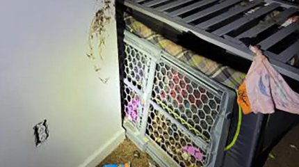 Суровый манеж: женщина держала двухлетнего сына в клетке с фекалиями