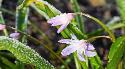 Еліміздің кей өңірінде 3 градусқа дейін үсік жүреді