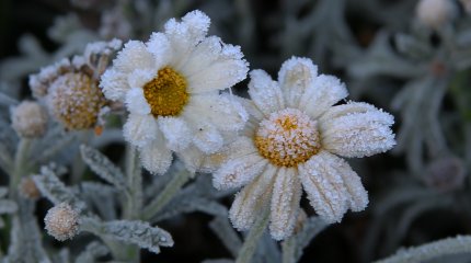 Дождливую неделю с заморозками обещают казахстанцам